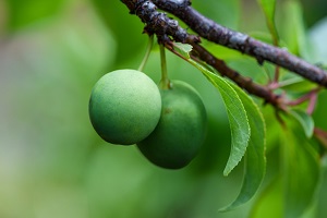 Ume (Japanese Plum)