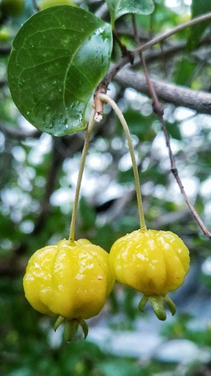 Uppage (Garcinia Gummi-Gutta)