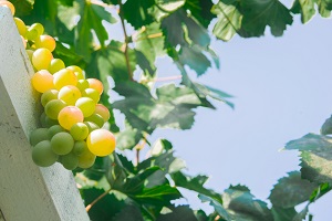 Urban Garden Grape