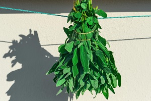 Utazi Leaf (African Herb)