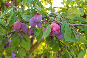 Victoria Plum