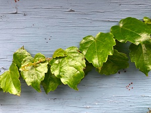 Vine Leaves (Grape Leaves)