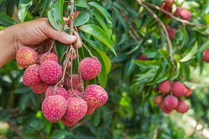 Xiaotian Lychee