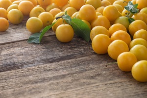 Ximenia Americana (Yellow Plum)