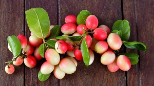 Ximenia Caffra (Wild Sour Plum)