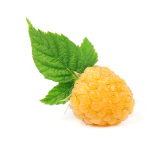 Yellow Blackberry