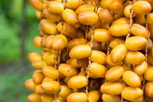 Yellow Dates