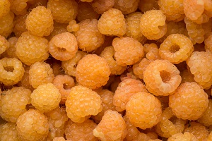 Yellow Raspberry