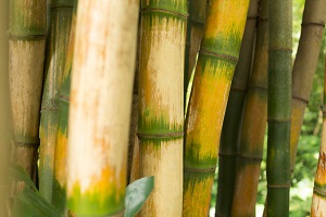 Yellow Sugarcane