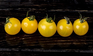 Yellow Tomato