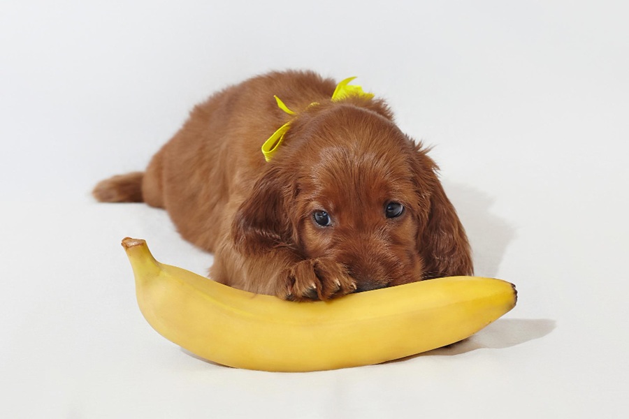 Dog & Banana