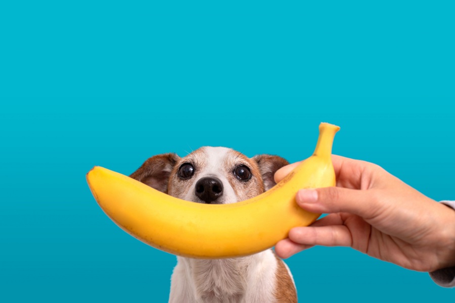 Dog & Banana