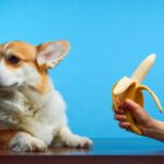 Feeding banana to dog