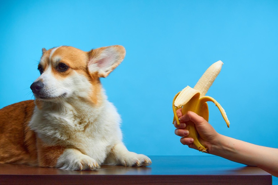 Feeding banana to dog