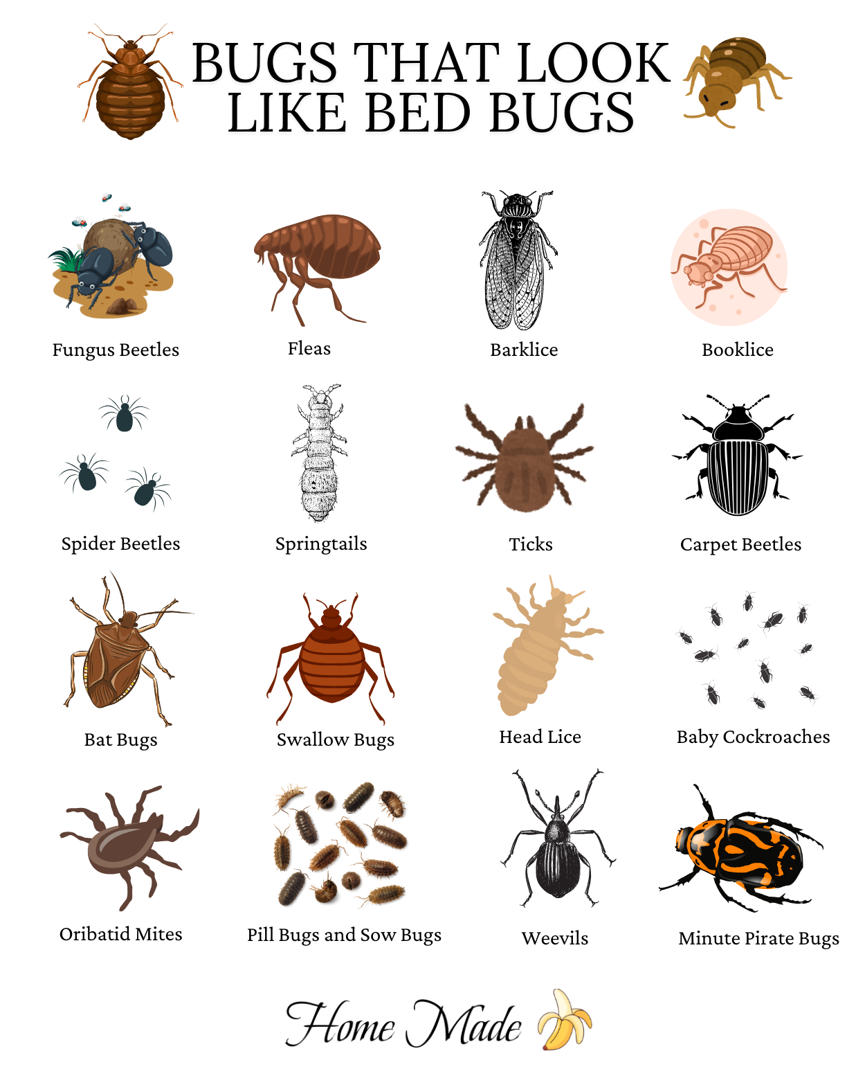 Bugs That Look Like Bed Bugs