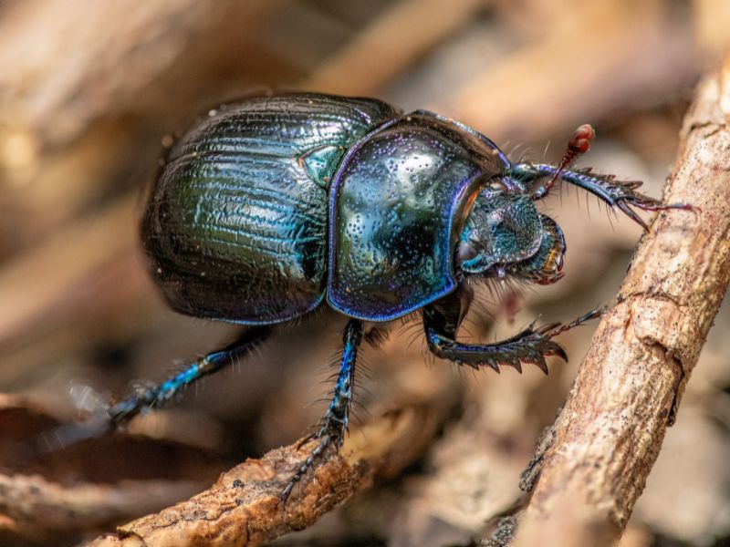 Carpet Beetles