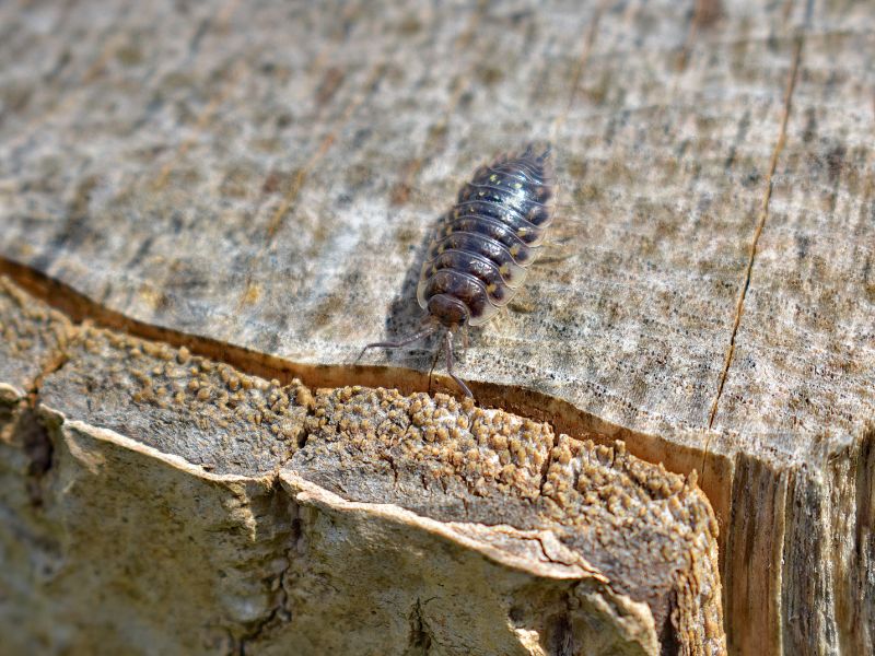 Pill Bugs and Sow Bugs